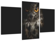Obraz sovy (90x60 cm)