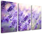 Obraz na stenu KVETY | rôzne rozmery