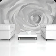 Fototapeta - Biela ruža (152,5x104 cm)