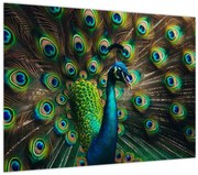 Obraz – Páv (70x50 cm)