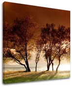 Obraz na stenu STROMY | rôzne rozmery