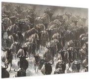 Obraz - Stádo pakoňov (70x50 cm)