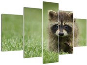 Obraz mývala (150x105 cm)