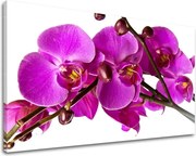 Obraz na stenu KVETY KV053E11 - 100x150 cm