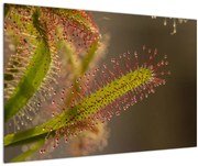 Obraz rastliny (90x60 cm)