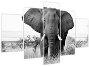 Obraz - Slon africký II. (150x105 cm)