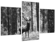 Obraz - Jeleň v lese 2, čiernobiela (90x60 cm)