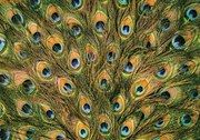 Fototapeta - Pávie perie (254x184 cm)