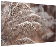 Obraz rastlín (90x60 cm)