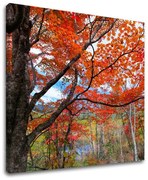 Obraz na stenu STROMY | rôzne rozmery