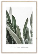 Artbox Digi 50x70 Br005 Strelitzia