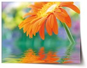 Sablio Plagát Oranžová gerbera - 60x40 cm