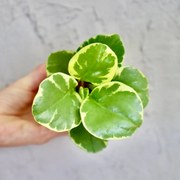 Peperomia Obtusifolia Variegata baby