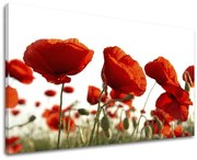Obraz na stenu KVETY MAKY | rôzne rozmery
