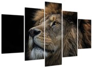 Obraz - Majestátny lev (150x105 cm)