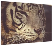 Obraz tigra (70x50 cm)
