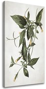 Obraz na plátne RASTLINY 012 | rôzne rozmery