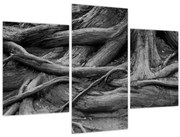 Obraz - Korene stromu (90x60 cm)