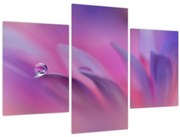 Obraz - Kvapka na kvete (90x60 cm)