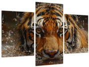 Obraz - Portrét tigra vo vode (90x60 cm)