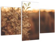 Obraz kvitnúcej trávy (90x60 cm)