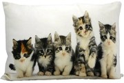Bavlnený vankúš Mačiatka 35x50 cm - 50*10*35cm