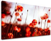 Obraz na stenu KVETY MAKY | rôzne rozmery