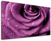 Obraz na stenu KVETY | rôzne rozmery