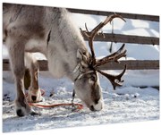 Obraz - Sob (90x60 cm)