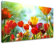 Obraz na stenu KVETY TULIPÁNY | rôzne rozmery