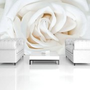 Fototapeta - Biela ruža (254x184 cm)