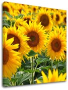 Obraz na stenu ŽLTÉ KVETY_168-12 | rôzne rozmery