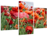 Obraz z poľa vlčích makov (90x60 cm)