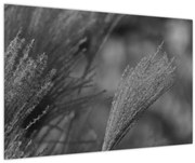 Obraz - Sušená pampová tráva (90x60 cm)