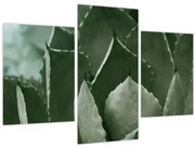 Obraz - Zelená agáve (90x60 cm)