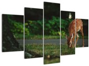 Obraz srnky (150x105 cm)