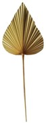 Sušený dekoratívne palmový list 50cm