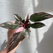 Philodendron Pink Princess marble baby