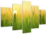 Obraz - Pole s obilím (150x105 cm)