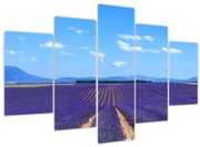 Obraz - Levanduľové pole (150x105 cm)