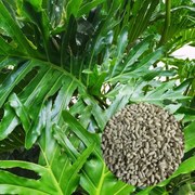 Semená Philodendron Selloum 5 ks