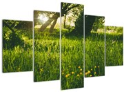 Obraz prírody - lúka (150x105 cm)