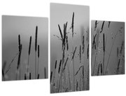 Obraz - Steblá trávy (90x60 cm)
