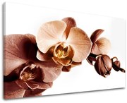 Obraz na stenu KVETY | rôzne rozmery