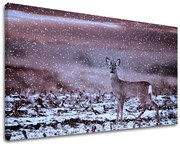 Obraz na stenu ZVIERATÁ | rôzne rozmery