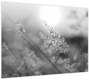 Obraz - Jesenná lúka (70x50 cm)