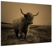 Obraz - Škótska krava v behu (70x50 cm)