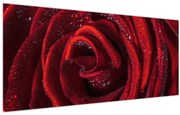 Obraz - Červená ruža s kvapkami rosy (120x50 cm)
