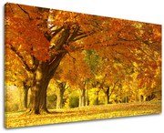 Obraz na stenu STROMY | rôzne rozmery