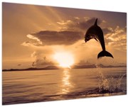 Obraz - Delfín pri západe slnka (90x60 cm)